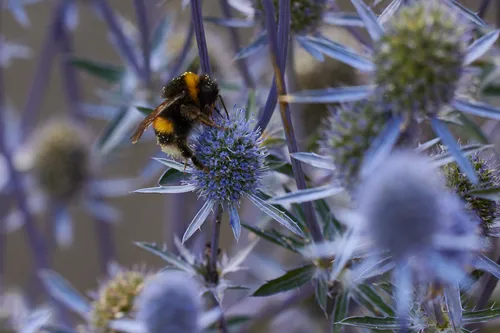 This macro photograph captures bees on Echinops plants during a summer afternoon. The main subject of the image consists of insects actively feeding on the spiky, globe-like flower heads of Echinops, with the intricate details of both the plants and the bees highlighted. The composition focuses on the interaction between the insects and their host plants, showing the vibrant structure of Echinops in full bloom. There are no prominent geographical landmarks visible, and the photograph emphasizes the close-up view typical of macro photography. The lighting and coloration suggest that the image was taken in natural daylight typical of mid to late afternoon in the summer season.